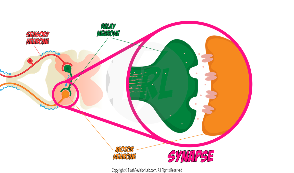 Synapse